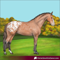 Horse Color:Bay Splash Appaloosa
