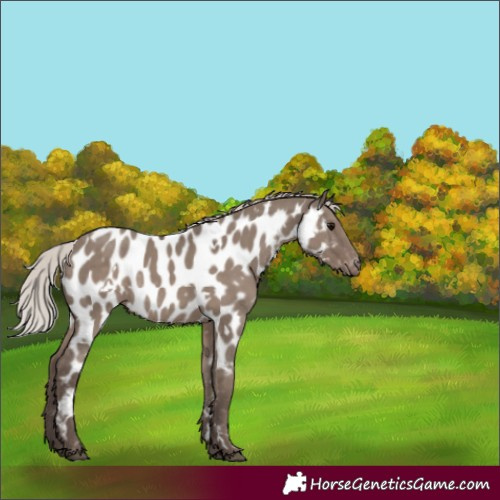 Horse Color:White Spotted Silver Grullo Appaloosa Rabicano 