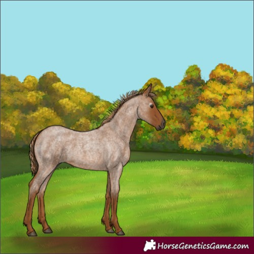 Horse Color:Gray Red Roan 
