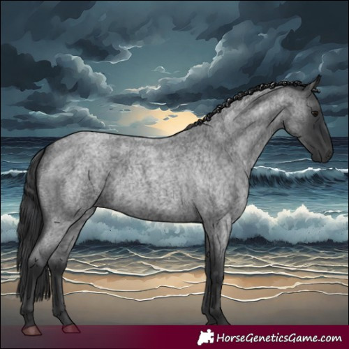 Horse Color:Blue Roan 