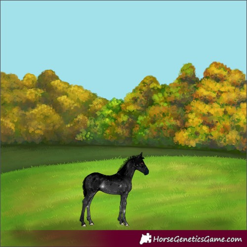 Horse Color:ERROR: UNKNOWN ANOMALY