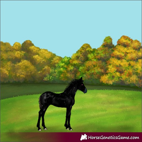 Horse Color:ERROR: UNKNOWN ANOMALY