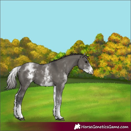 Horse Color:White Spotted Grullo Varnish 