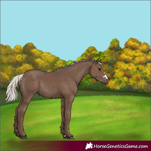 Horse Color:Silver Black Rabicano 
