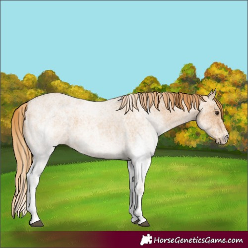 Horse Color:White Spotted Red Roan 