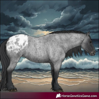 Horse Color:Blue Roan Appaloosa 