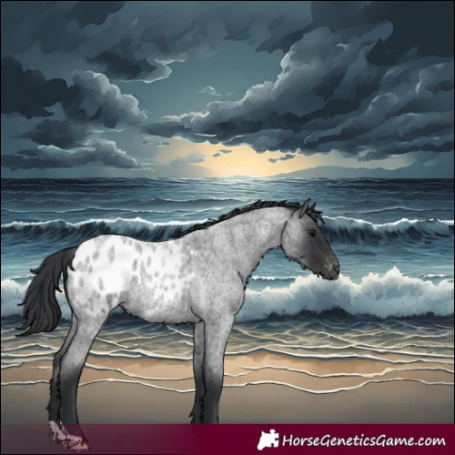 Horse Color:Blue Roan Blanket 