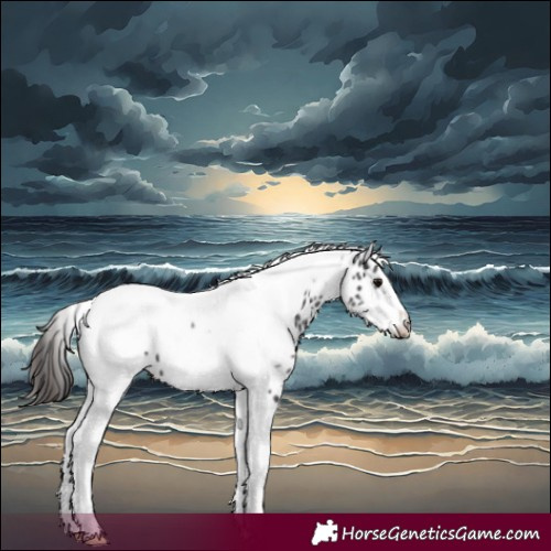 Horse Color:Smoky Black Tobiano Frame Appaloosa 