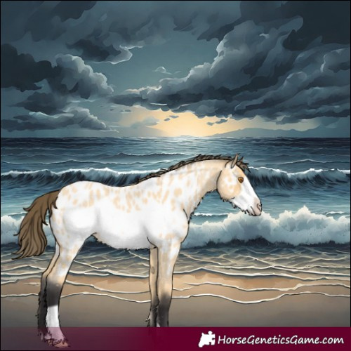 Horse Color:Buckskin Roan Frame Near Leopard 