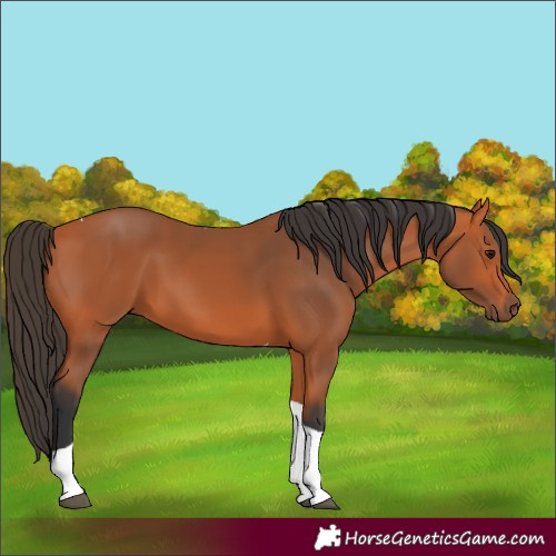 Horse Color:Bay Tobiano 