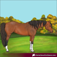 Horse Color:Bay Tobiano 