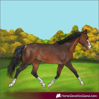 Horse Color:Brown Rabicano  and Brown Rabicano 