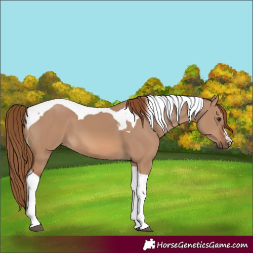 Horse Color:Red Dun Tobiano 