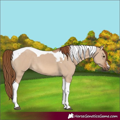 Horse Color:Red Dun Tobiano 
