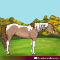 Horse Color:Red Dun Tobiano