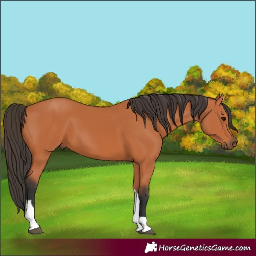 Horse Color:Bay Tobiano 