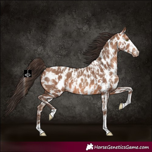Horse Color:Amber Champagne Near Leopard and Amber Champagne Near Leopard