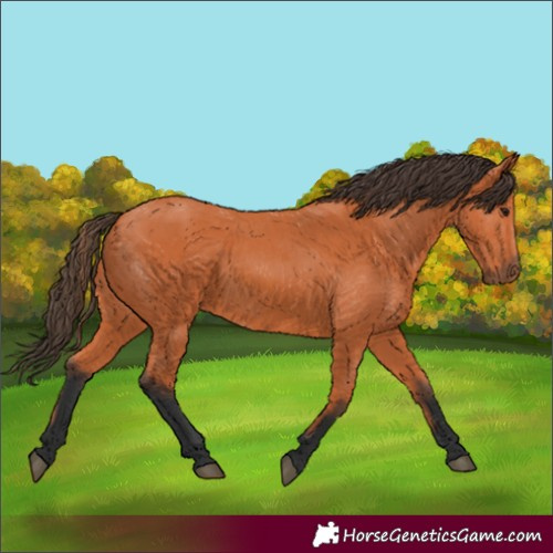 Horse Color:Bay 