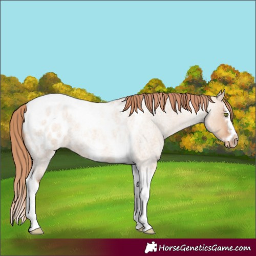 Horse Color:Gold Champagne Roan Dun Splash Tobiano Frame Blanket Rabicano 