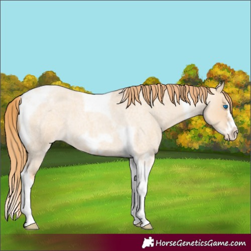Horse Color:Gold Champagne Roan Dun Splash Tobiano Frame Varnish Rabicano 