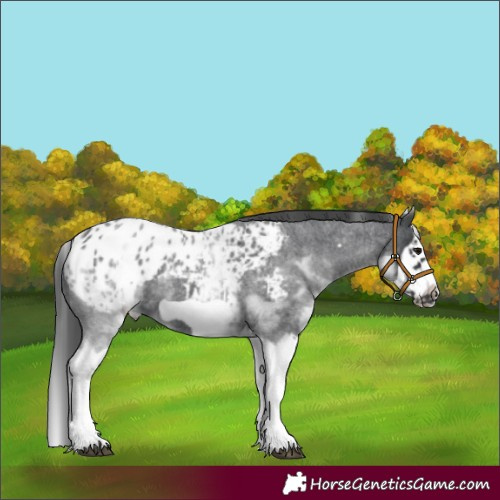Horse Color:White Spotted Blue Roan Splash Frame Blanket 