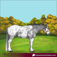 Horse Color:White Spotted Blue Roan Splash Frame Appaloosa