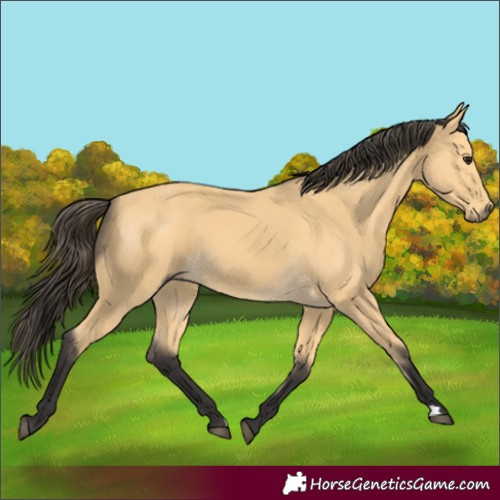Horse Color:Buckskin 