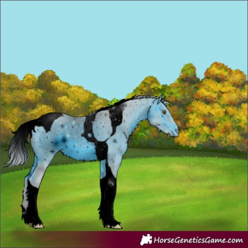 Horse Color:ERROR: UNKNOWN ANOMALY