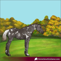 Horse Color:White Spotted Liver Chestnut
