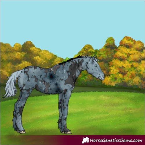 Horse Color:ERROR: UNKNOWN ANOMALY