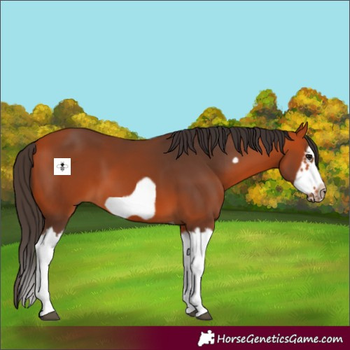 Horse Color:Bay Splash Frame