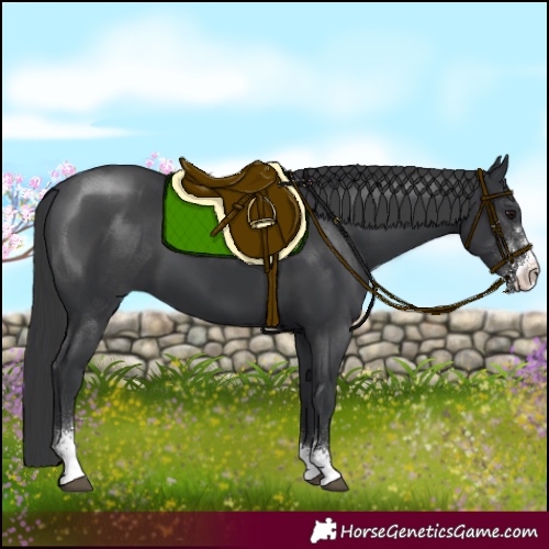 Horse Color:Black Sabino 