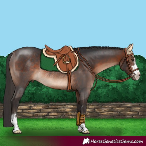 Horse Color:Brown Rabicano 