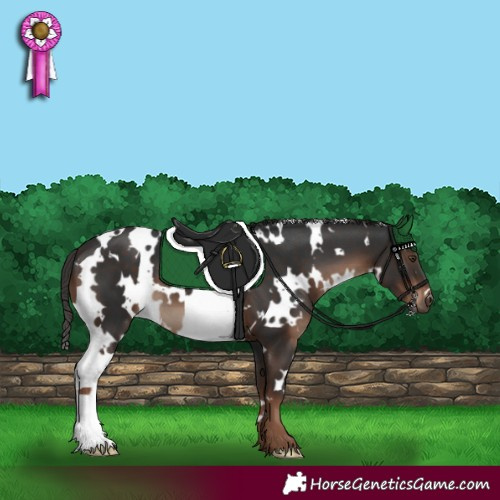 Horse Color:White Spotted Liver Chestnut 
