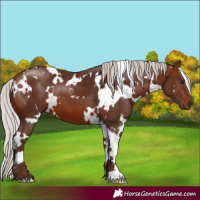 Horse Color:White Spotted Silver Brown