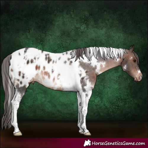 Horse Color:White Spotted Brown Tobiano Appaloosa Rabicano 