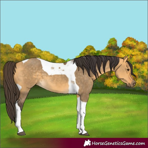 Horse Color:Buckskin Dun Tobiano 