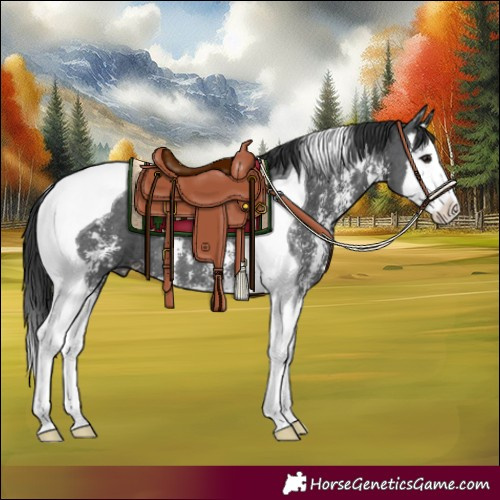 Horse Color:Black Sabino Splash Tobiano 