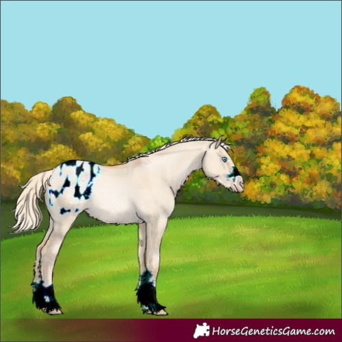 Horse Color:Palomino Pearl Dun Blanket Rabicano 