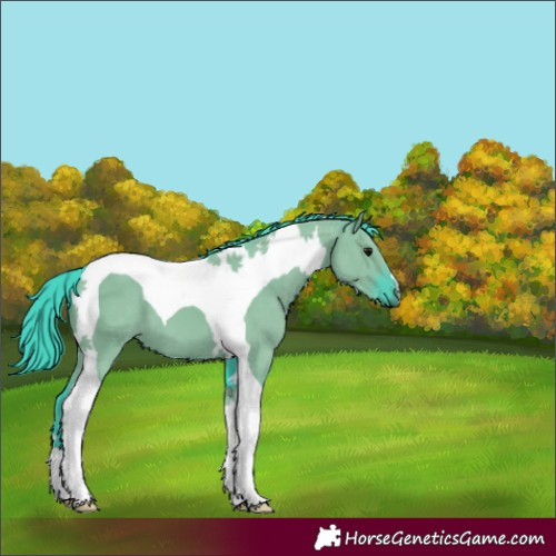 Horse Color:Watercolor Grullo Tobiano
