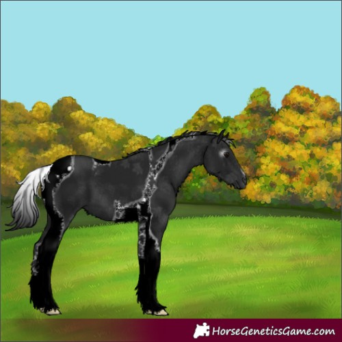 Horse Color:Gray Black Tobiano
