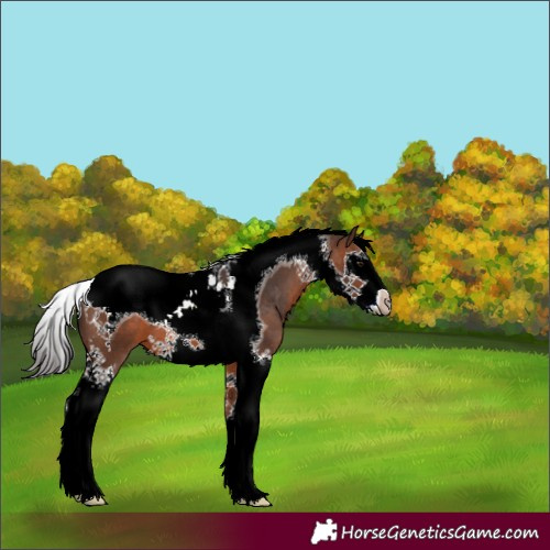 Horse Color:Brown Splash Tobiano