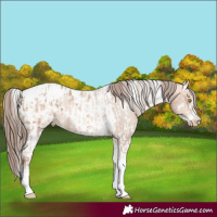 Horse Color:Amber Champagne Sabino Tobiano Blanket and Amber Champagne Sabino Tobiano Blanket