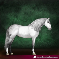 Horse Color:Gray Bay Roan