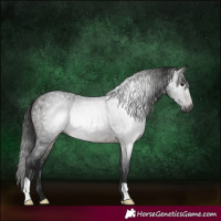 Horse Color:Gray Bay Roan 