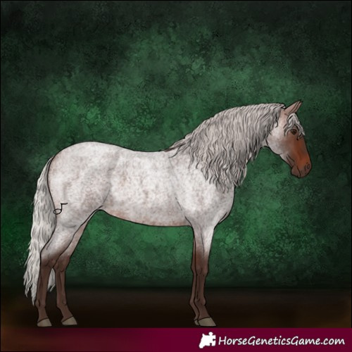 Horse Color:Silver Brown Roan 