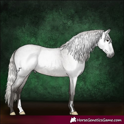 Horse Color:Gray Silver Blue Roan 