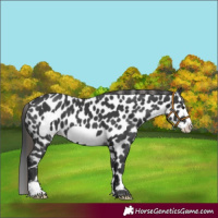 Horse Color:Black Frame Appaloosa 