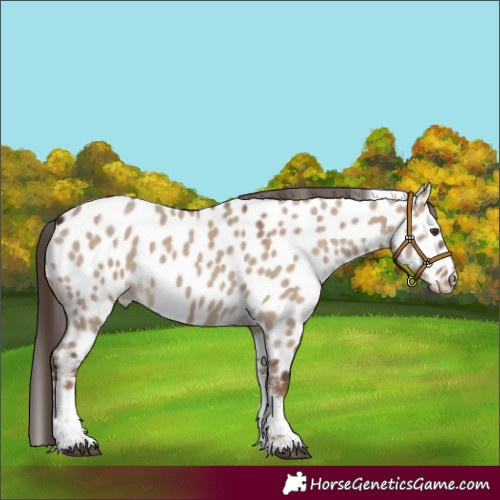 Horse Color:Liver Red Dun Sabino Near Leopard 