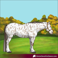 Horse Color:Liver Red Dun Sabino Appaloosa